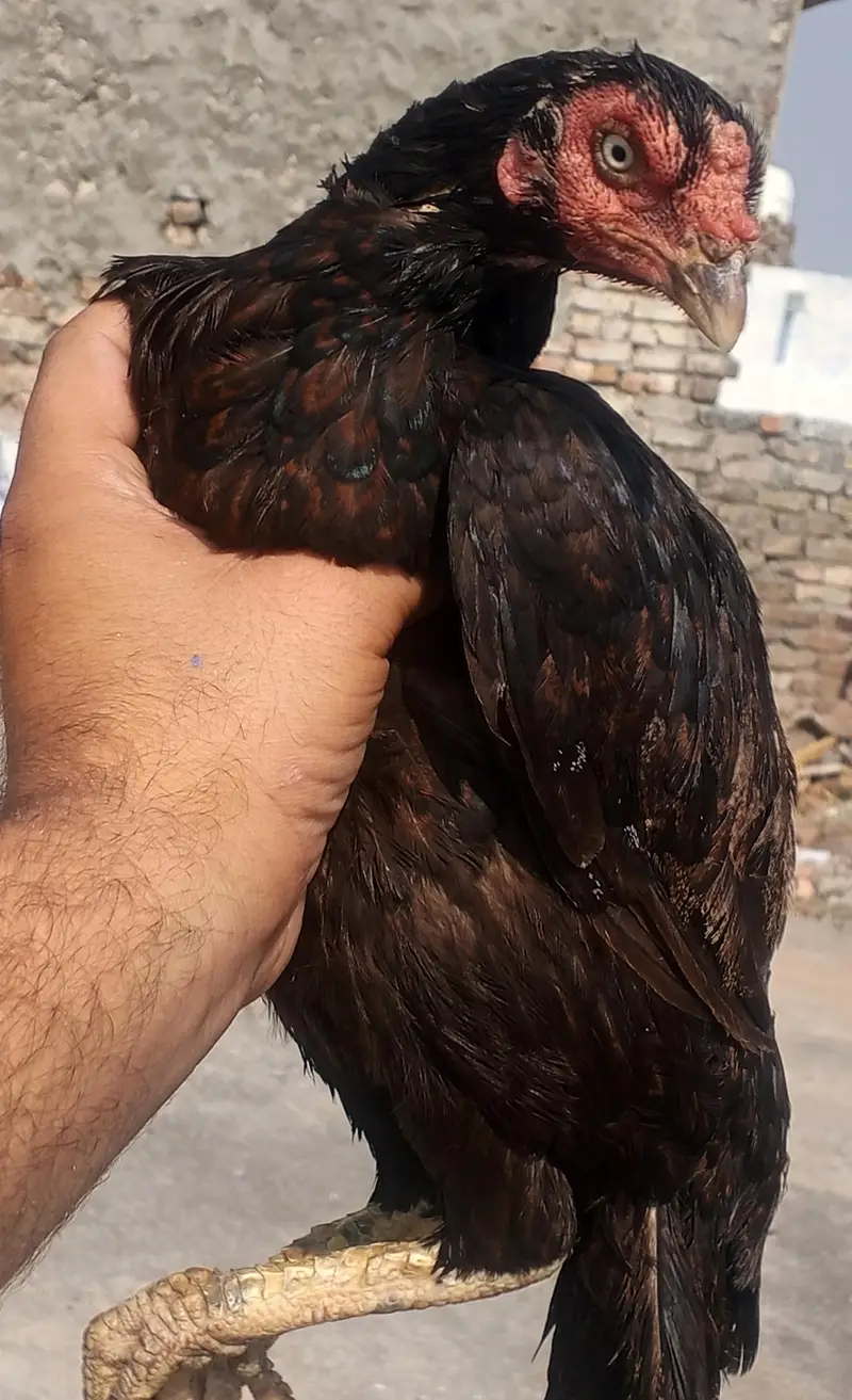 high quality mushki khjori madi choras nali band gand jor mazbot body — photo 4