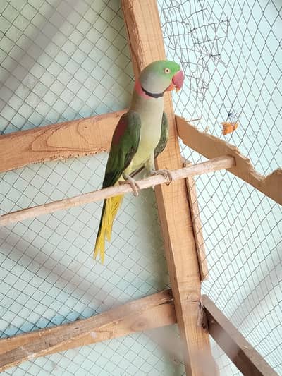 parrot kashmiri