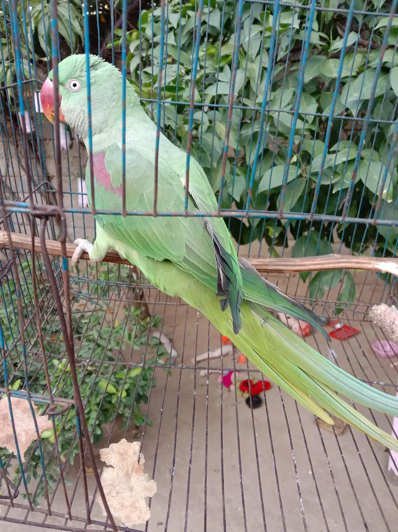 parrot kashmiri — photo 2