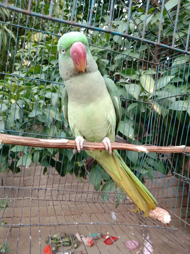 parrot kashmiri — photo 3