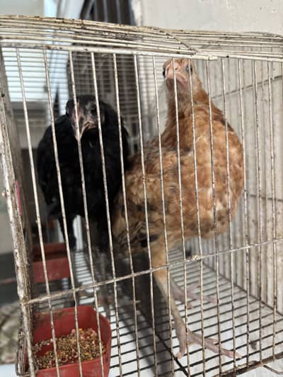Three months desi chicks for sale