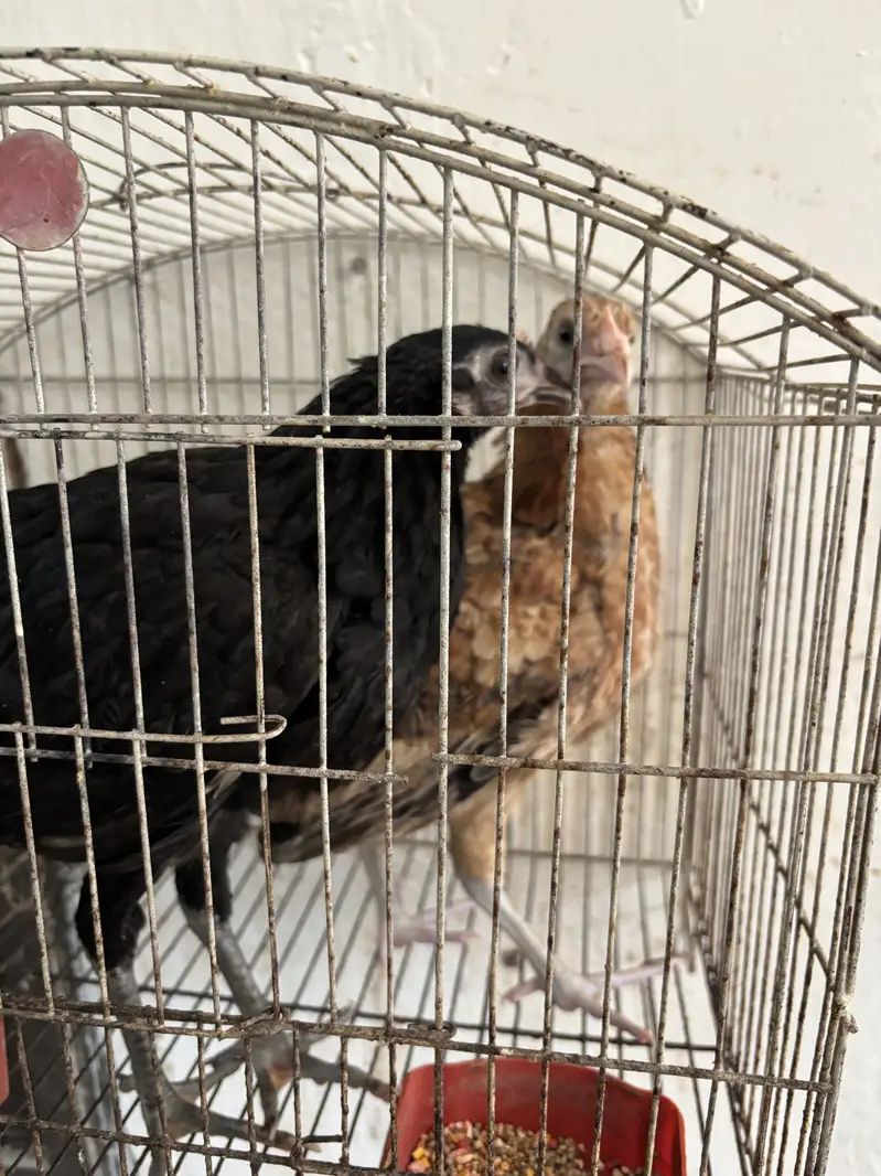 Three months desi chicks for sale — photo 2