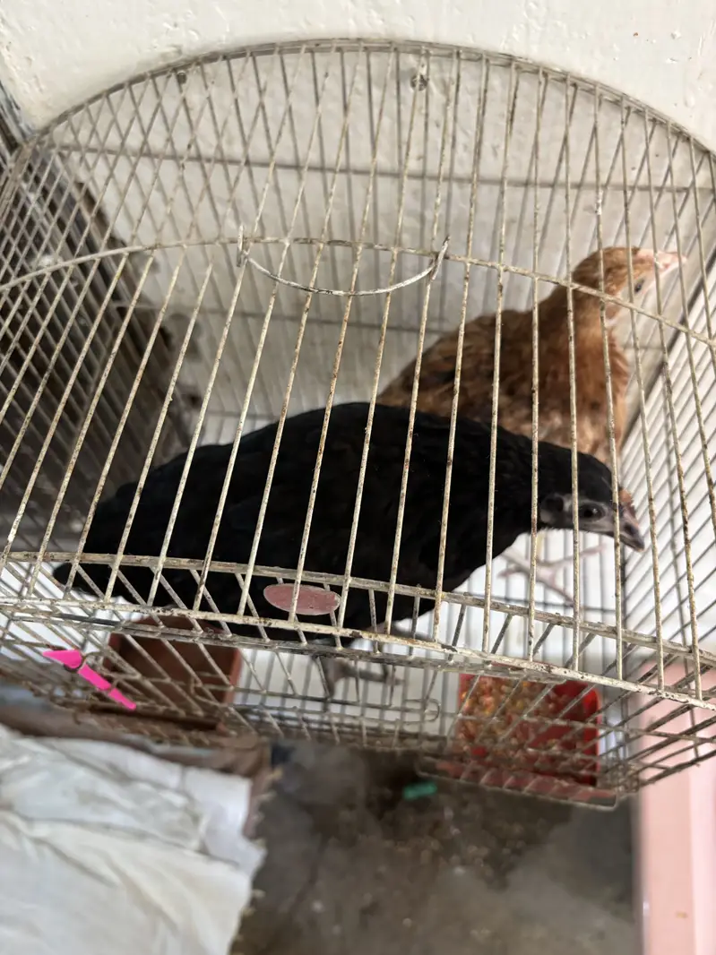 Three months desi chicks for sale — photo 3