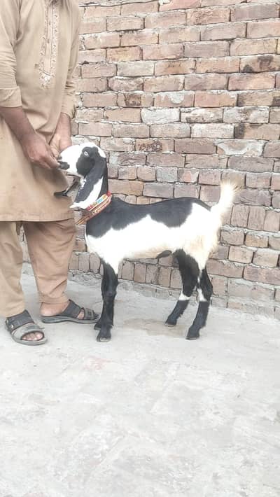 bakri