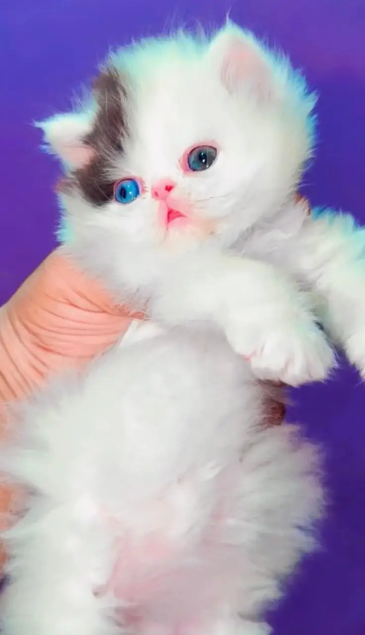 Persian kittens | triple coat | fluffy |0320//56065//57 — photo 2