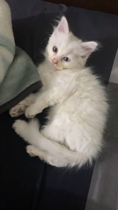 White persian kitten double eye