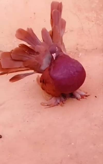 Red American female