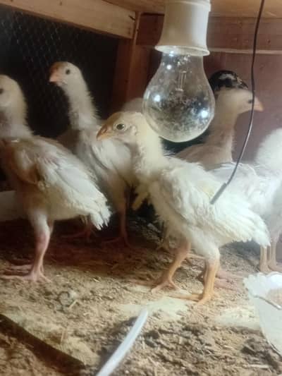 German Shamo  chicks for sale