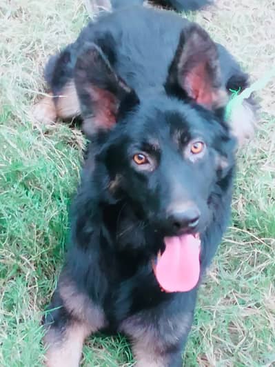 Belgian Shepherd Dog – Healthy, Active & Strong Breed