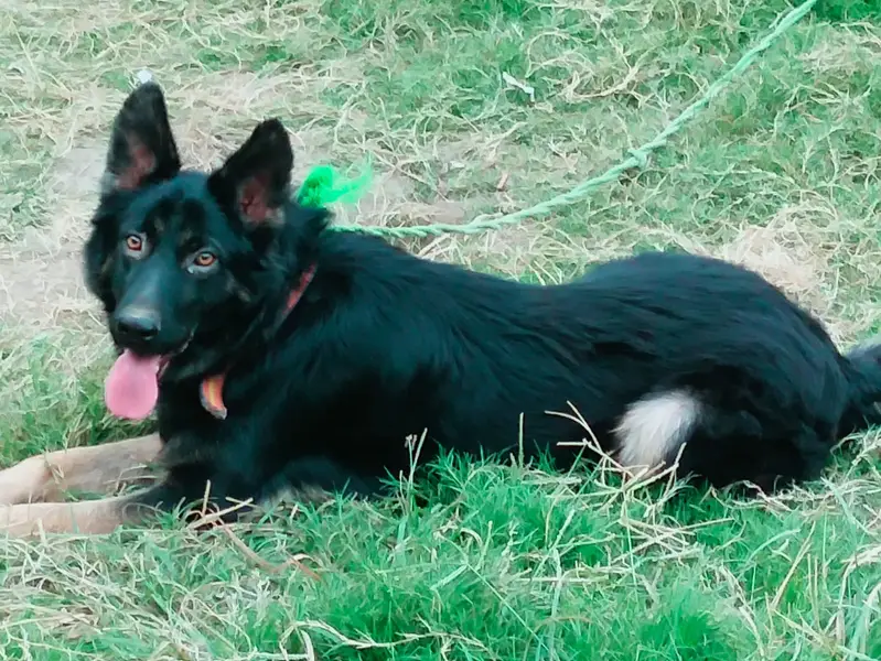 Belgian Shepherd Dog – Healthy, Active & Strong Breed — photo 2