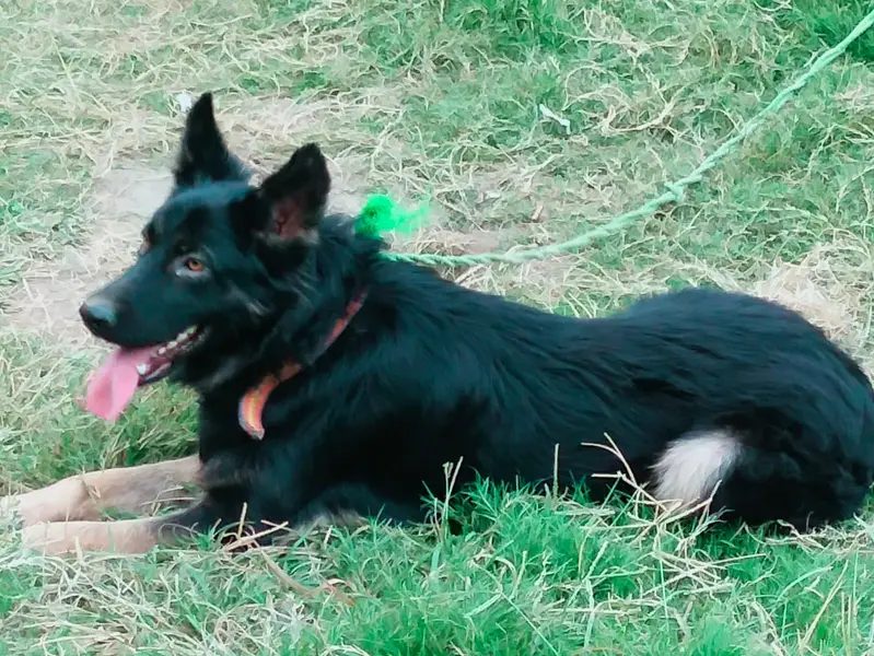 Belgian Shepherd Dog – Healthy, Active & Strong Breed — photo 3