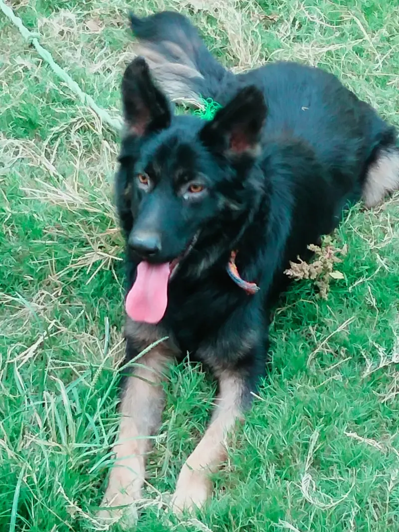 Belgian Shepherd Dog – Healthy, Active & Strong Breed — photo 4