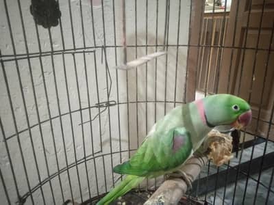 Raw Parrot Male with Cage for Sale RWP