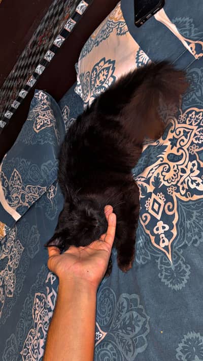 cat for sale