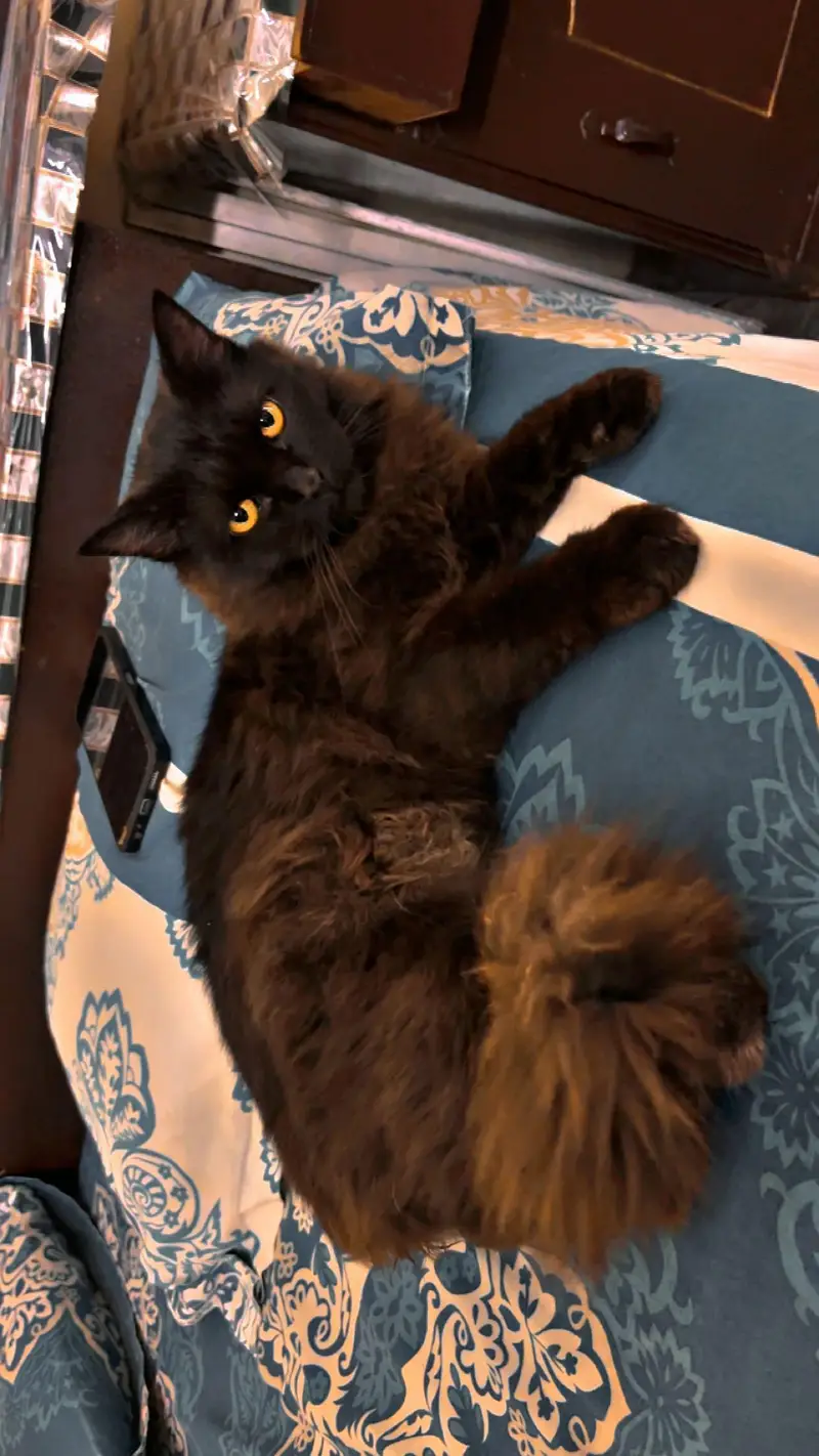 cat for sale — photo 2