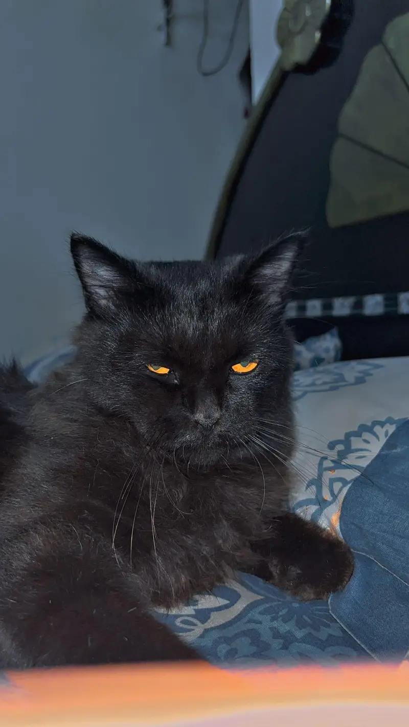 cat for sale — photo 3
