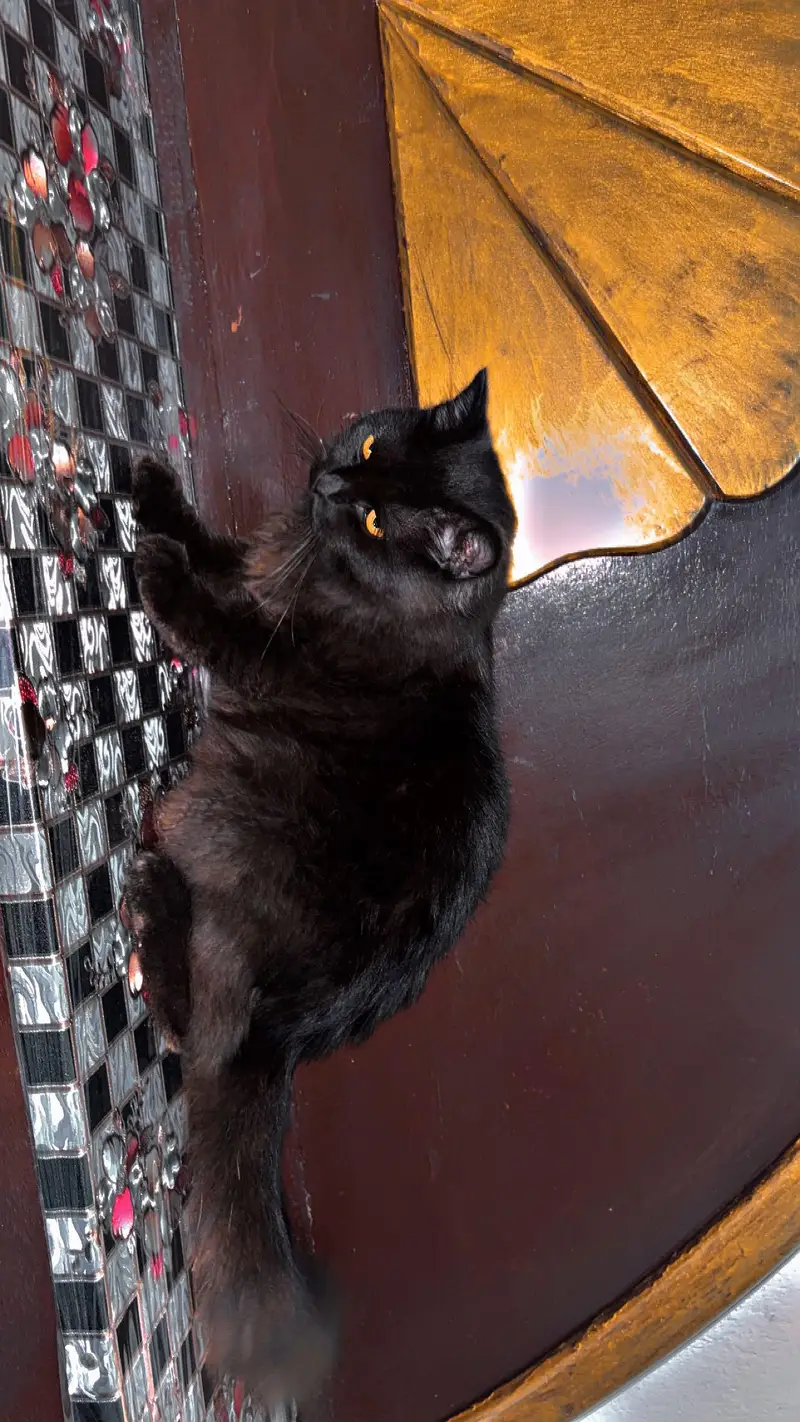 cat for sale — photo 4