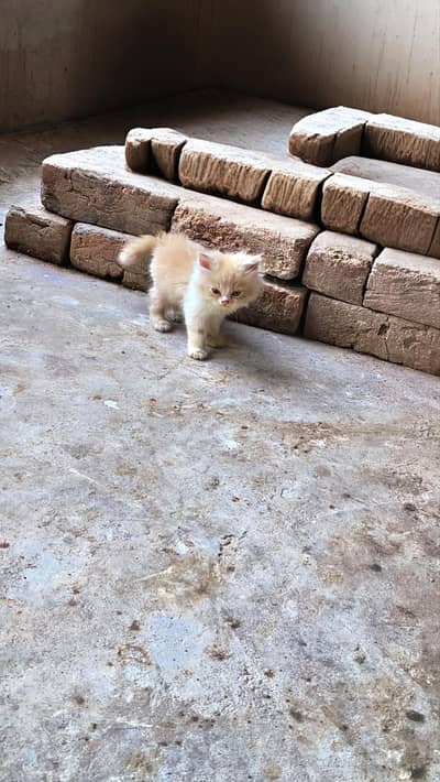 cream and white percian punch face triple coat kitten for sale