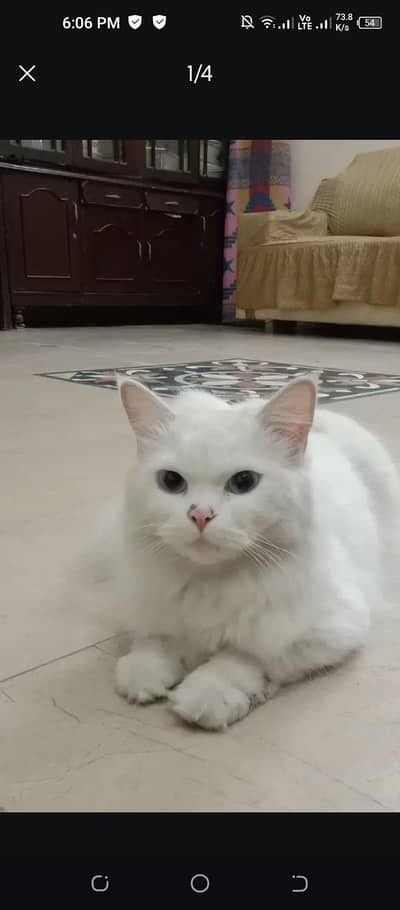 Persian white cat