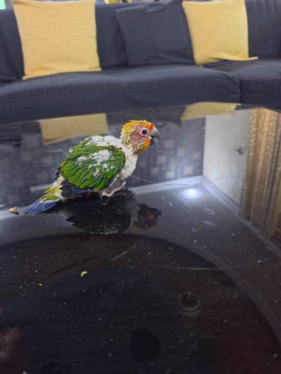 Sun conure chick