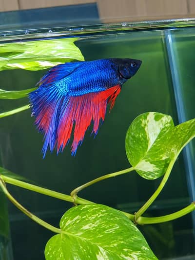 aquarium mystery dark bworn apple snails and Betta male available