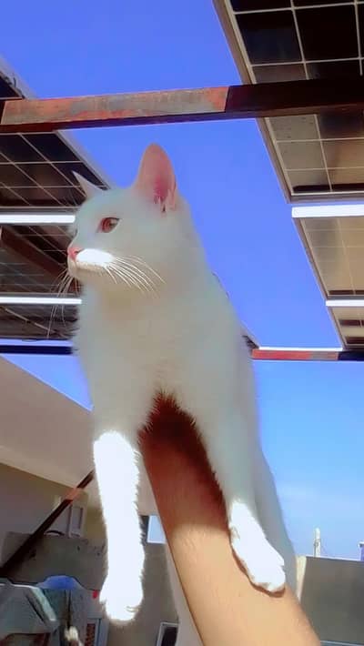 Cat blue yellow green
