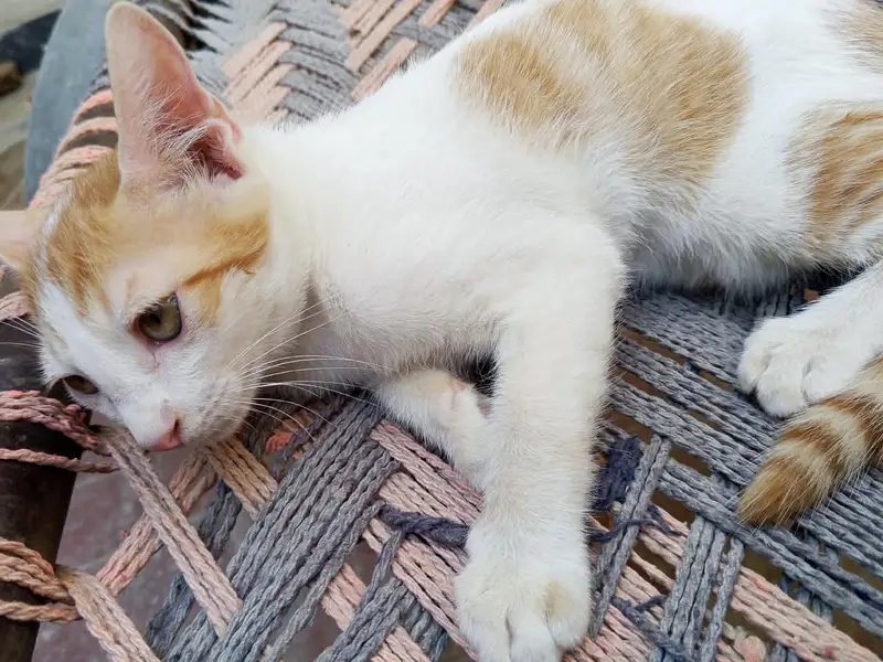 Cat blue yellow green — photo 2