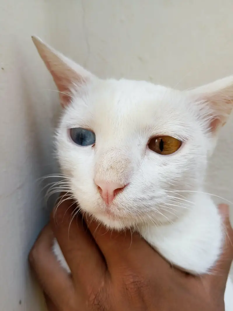 Cat blue yellow green — photo 3