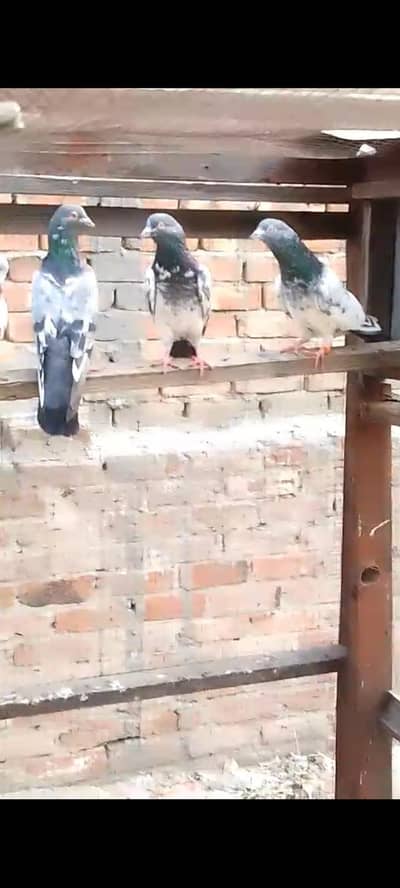 breedar Birds
