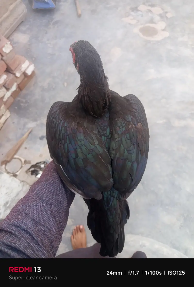 aseel murge — photo 4