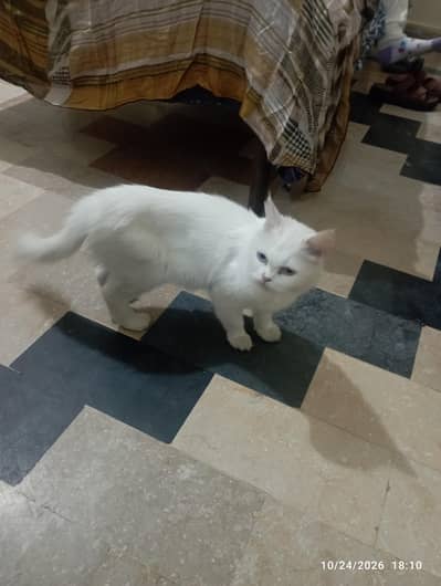 persian cat