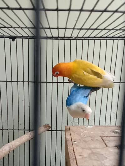 1 male, 1 pair Palefallow opaline