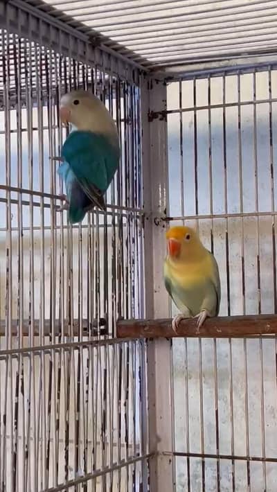 Beautiful Lovebirds for Sale – Multiple Colours Available