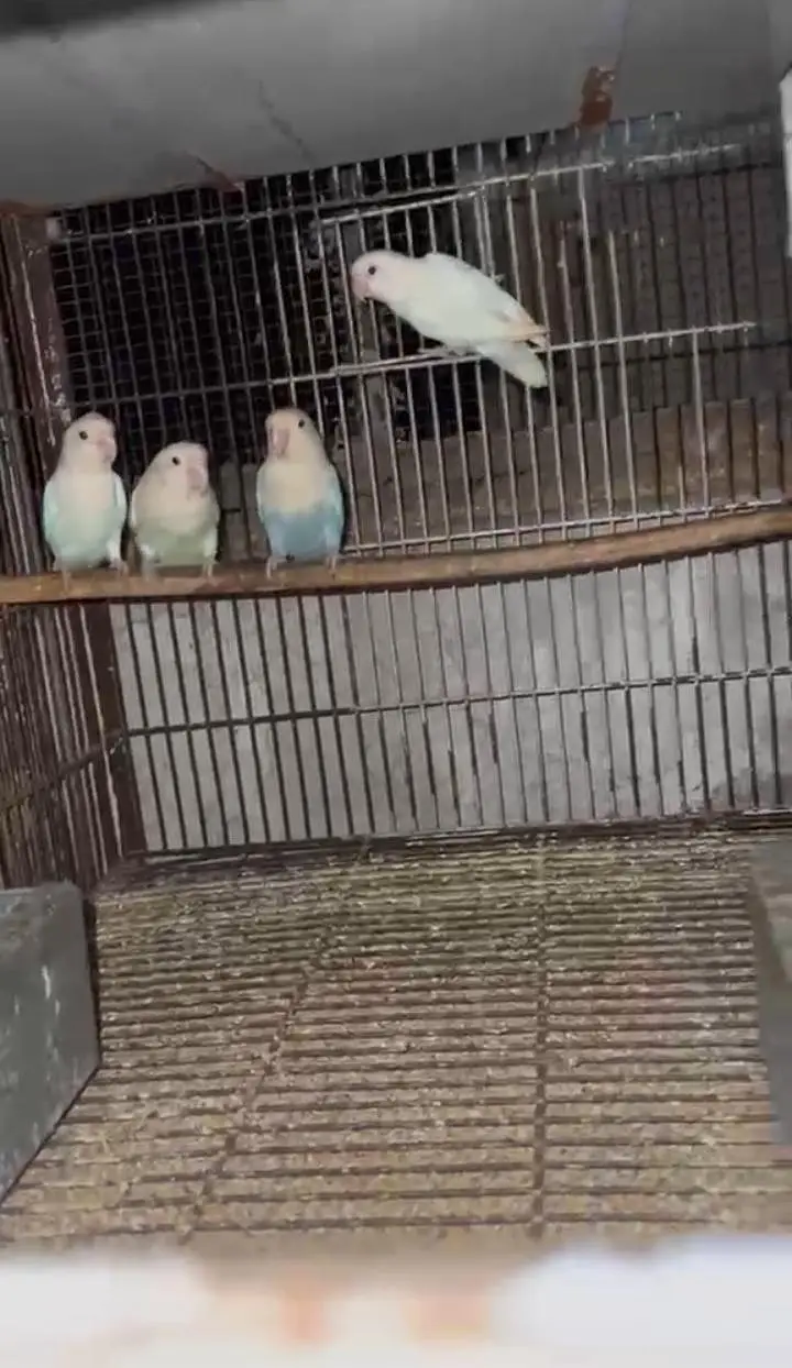Lovebirds with Complete Breeding Cage Setup for Sale in Lahore — photo 2