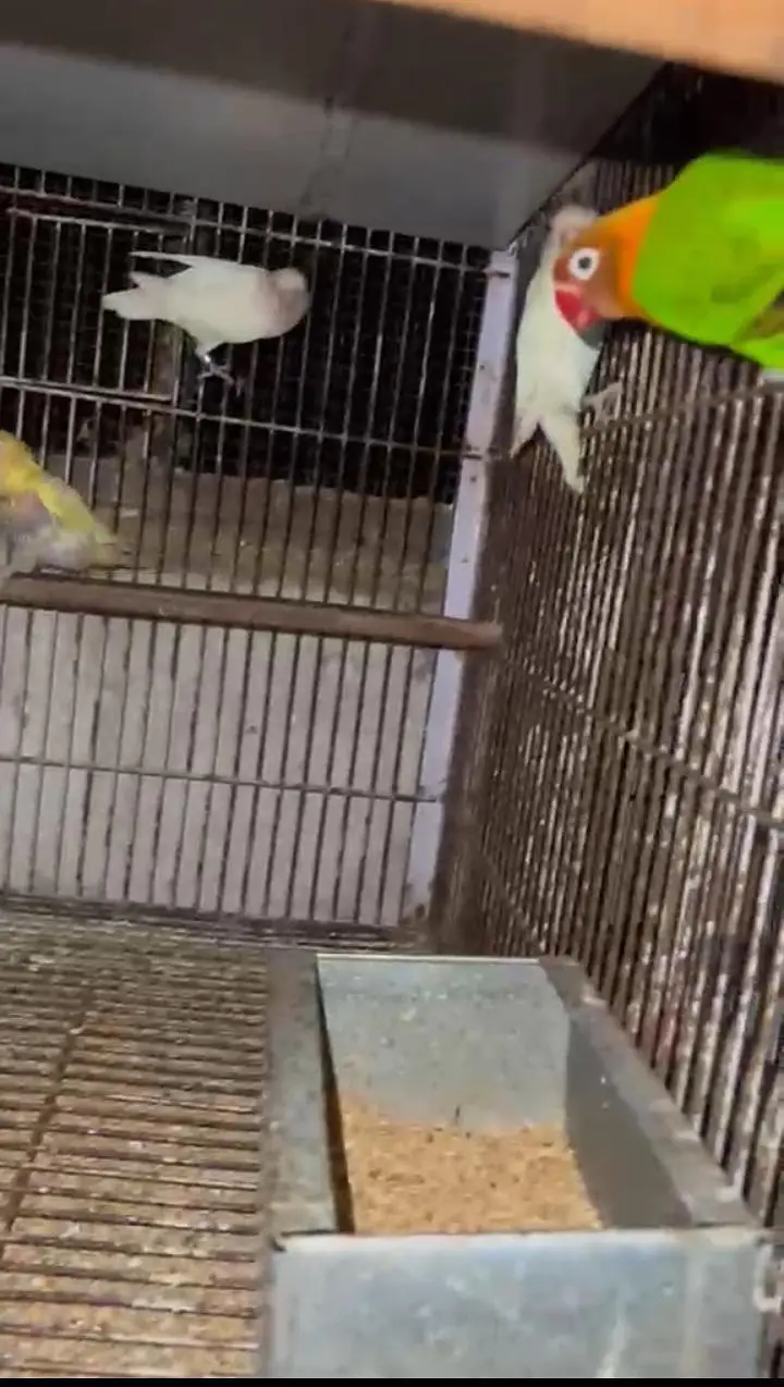 Lovebirds with Complete Breeding Cage Setup for Sale in Lahore — photo 3