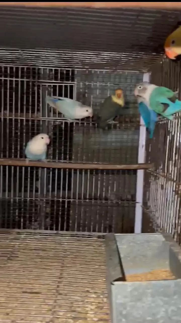 Lovebirds with Complete Breeding Cage Setup for Sale in Lahore — photo 4