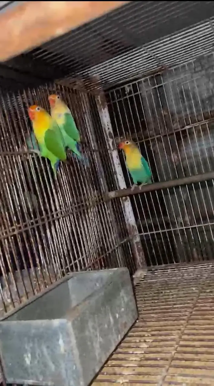 Lovebirds with Complete Breeding Cage Setup for Sale in Lahore — photo 5