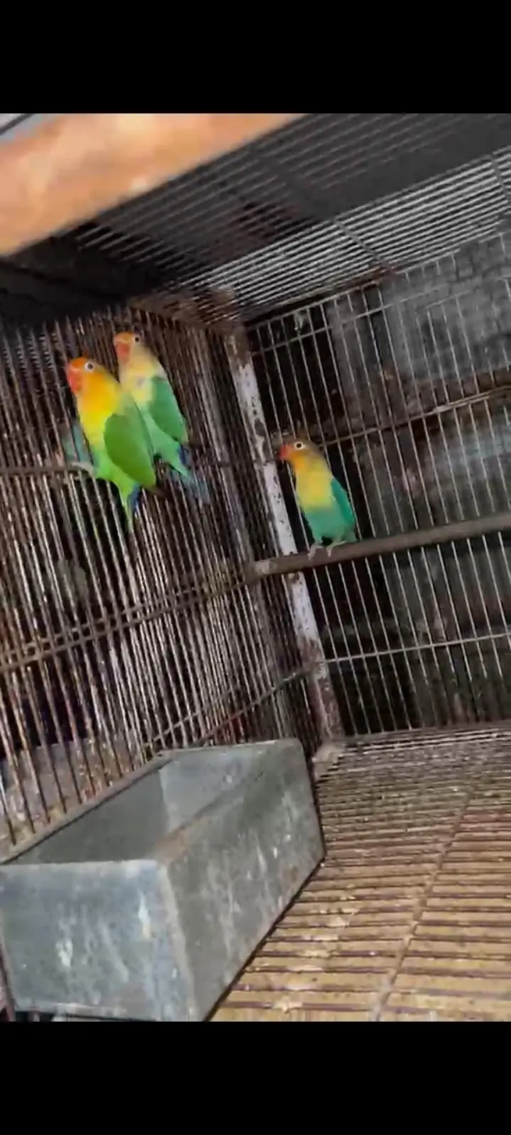 Lovebirds with Complete Breeding Cage Setup for Sale in Lahore — photo 7