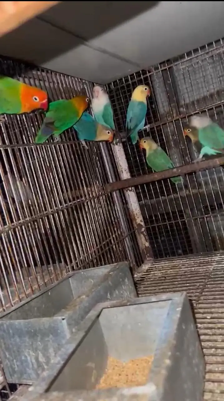 Lovebirds with Complete Breeding Cage Setup for Sale in Lahore — photo 8