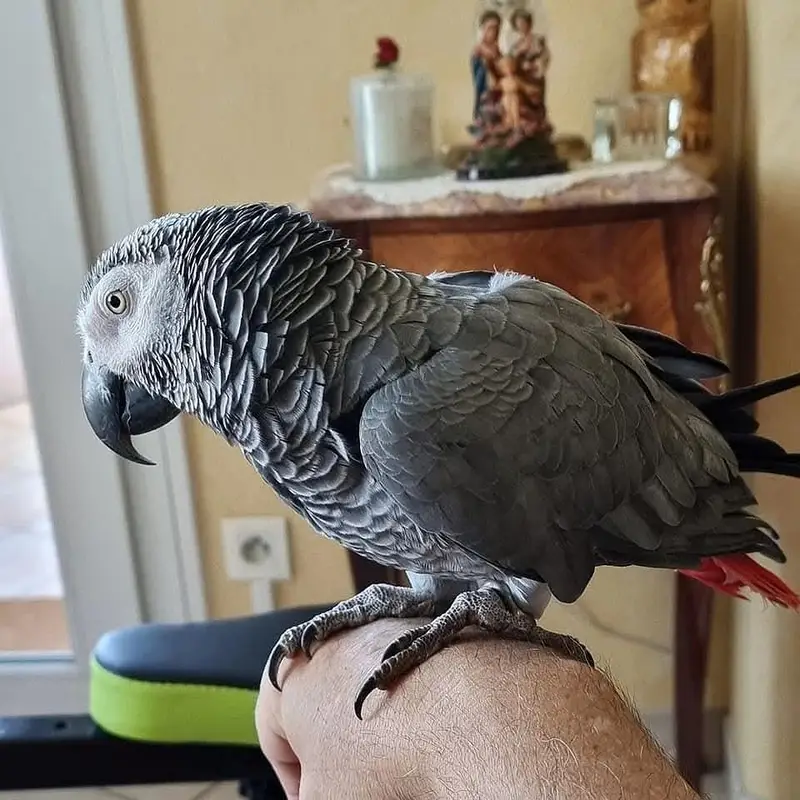 African grey parrot chicks for sale 0305/4125/318 — photo 3