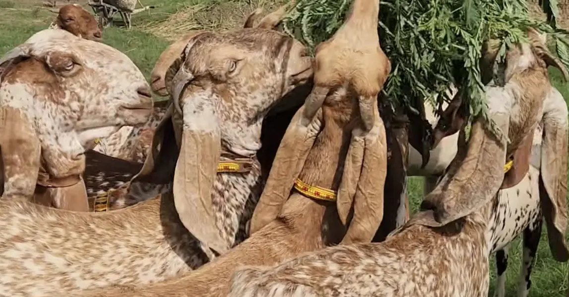 Bakriya For Sale (Females) MAKHI CHENI, RAJANPURI, SINDHI AND BETAL — photo 3