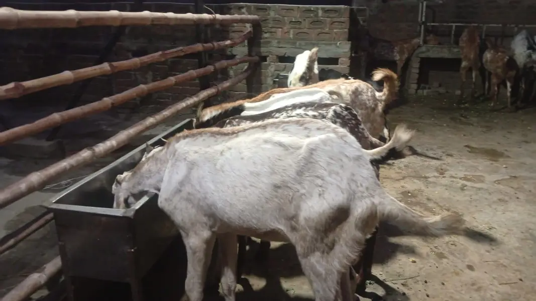 Bakriya For Sale (Females) MAKHI CHENI, RAJANPURI, SINDHI AND BETAL — photo 5