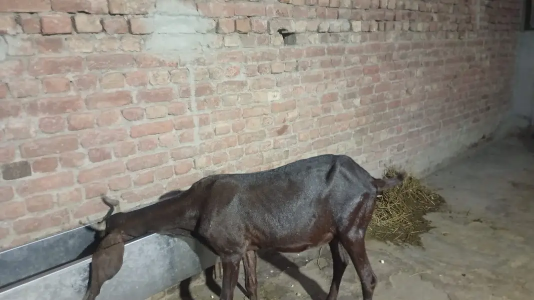 Bakriya For Sale (Females) MAKHI CHENI, RAJANPURI, SINDHI AND BETAL — photo 6