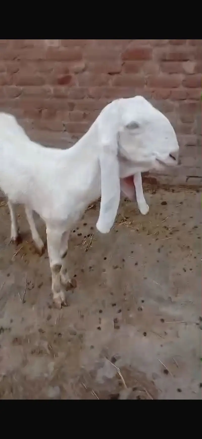 Bakriya For Sale (Females) MAKHI CHENI, RAJANPURI, SINDHI AND BETAL — photo 8