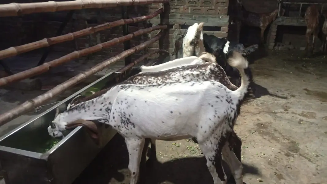Bakriya For Sale (Females) MAKHI CHENI, RAJANPURI, SINDHI AND BETAL — photo 10
