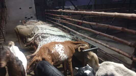 Bakriya For Sale (Females) MAKHI CHENI, RAJANPURI, SINDHI AND BETAL