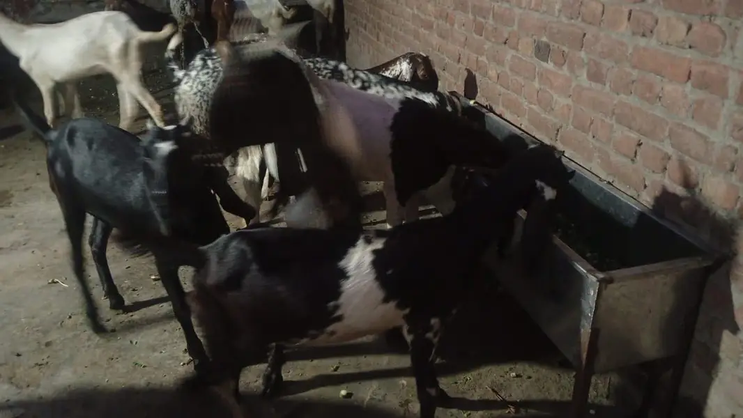Bakriya For Sale (Females) MAKHI CHENI, RAJANPURI, SINDHI AND BETAL — photo 12