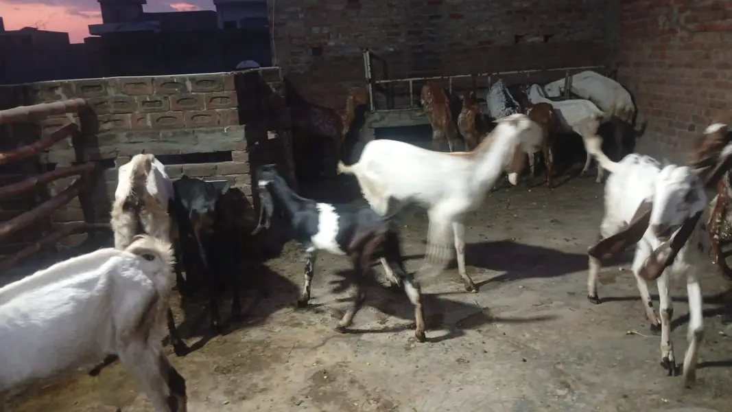 Bakriya For Sale (Females) MAKHI CHENI, RAJANPURI, SINDHI AND BETAL — photo 2