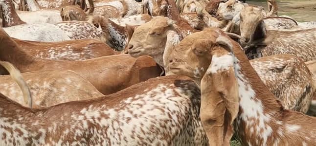 Bakriya For Sale (Females) MAKHI CHENI, RAJANPURI, SINDHI AND BETAL