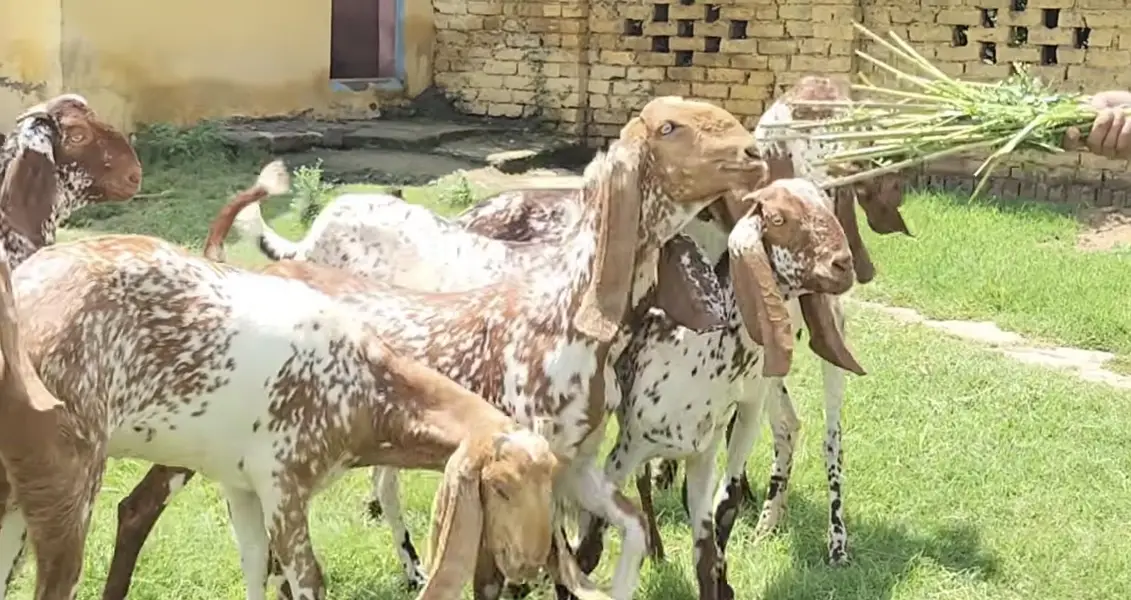 Bakriya For Sale (Females) MAKHI CHENI, RAJANPURI, SINDHI AND BETAL — photo 7
